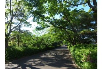 夙川オアシスロード