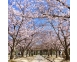 北側の浜戎公園は春には桜が満開になります