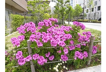 公開空地には草花も豊富。