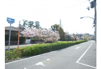 現地までに桜並木があります。